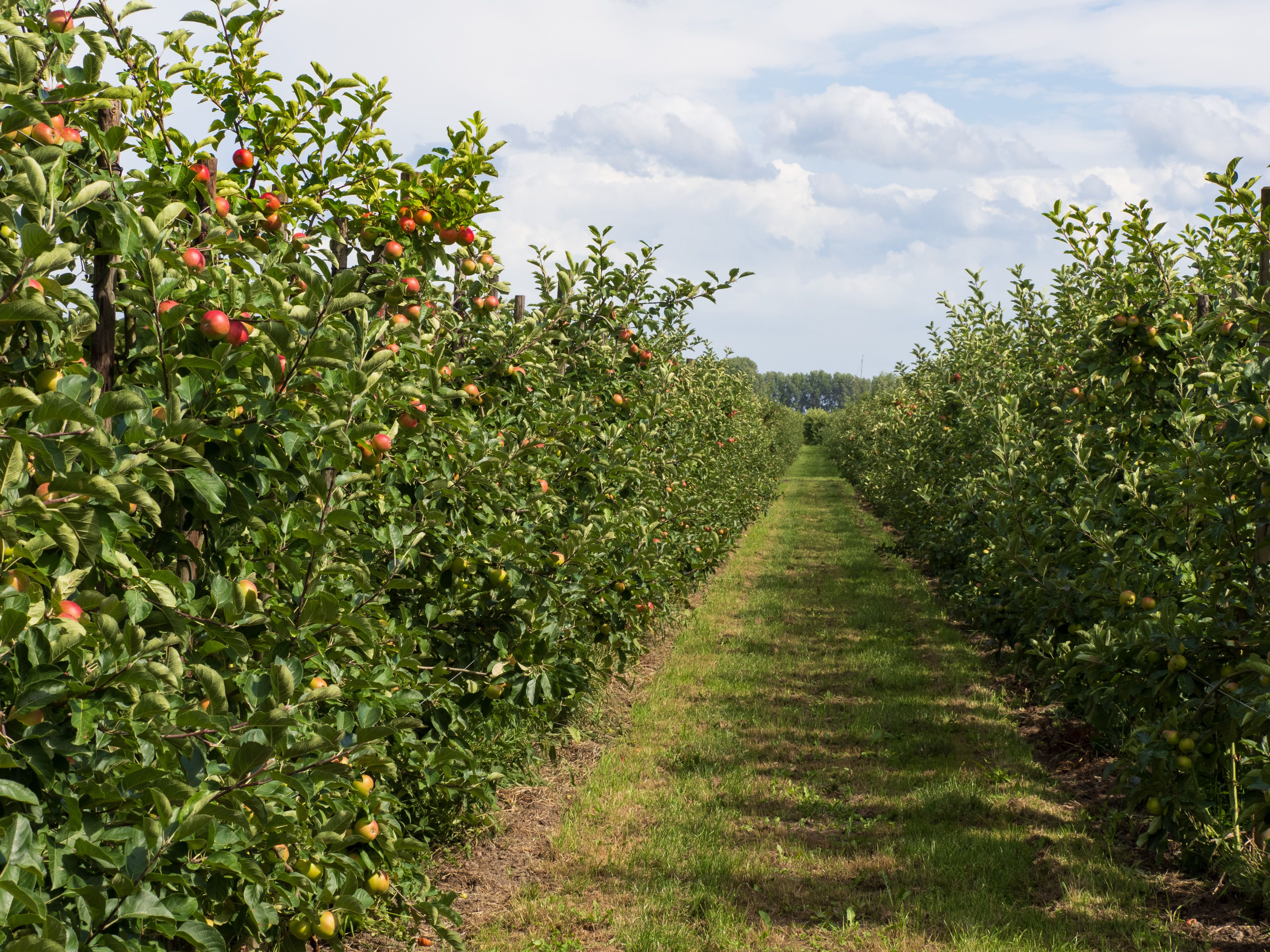 Omslagfoto Lisserbroek