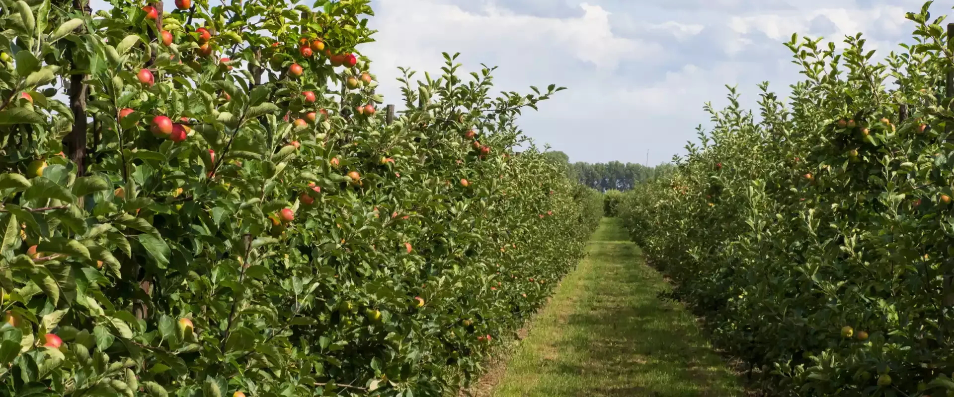 Omslagfoto Lisserbroek